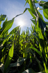 Green corn illuminated by sunlight