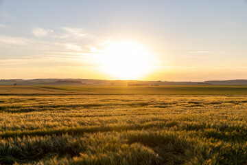 Sunset on an agricultural field in the summer