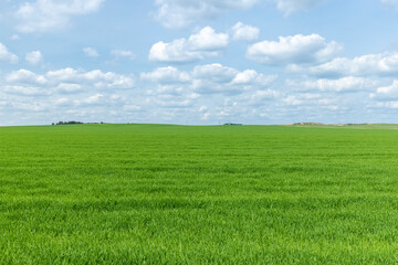 An agricultural field where green cereals grow