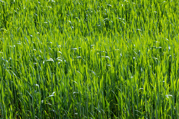An agricultural field where green cereals grow
