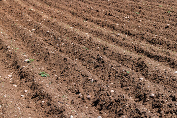 A field with furrows in which potatoes grow