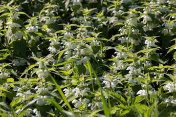 Green nettle blooming with white flowers