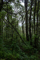 Fototapeta na wymiar grupo de arboles con hojas verdes en un bosque