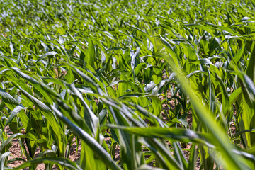 an agricultural field where young green corn grows