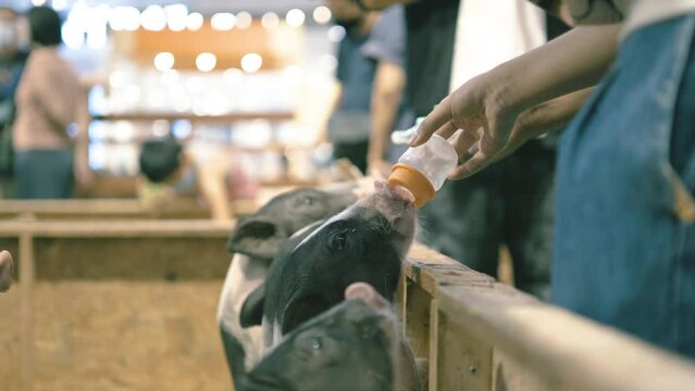 Happy small pigs drinking milk feeded by tourist in the zoo, to brought in healthy, organic, to make it strong and robust growth with correct and natural food. concept of love for animals