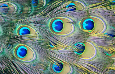 Tails colorful peacock feathers and artistic peacock feathers of luminous peacock feathers....