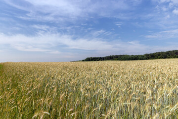 Agricultural wheat field with unripe wheat