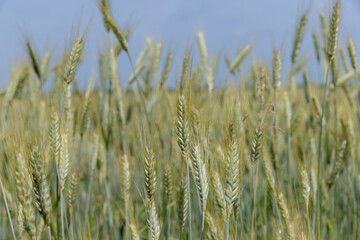 A field with unripe wheat in the summer season