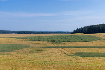 Fototapeta na wymiar A field with unripe wheat in the summer season