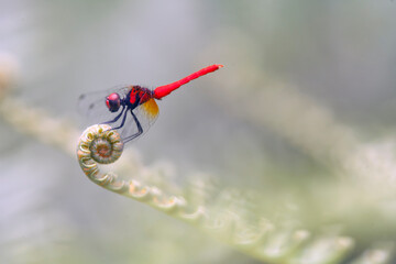 Beautiful Dragonfly From Borneo Island