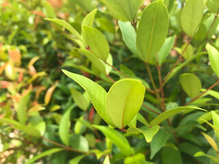 close-up shot of vibrant color of gold brush cherry's leaves in foreground and its blurred bush in the background