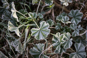 Green leaves covered in frost