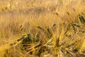 An agricultural field where ripening cereals grow
