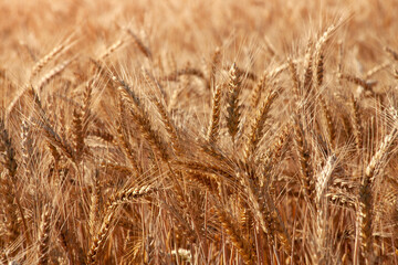 Golden ears of wheat on an agricultural field.