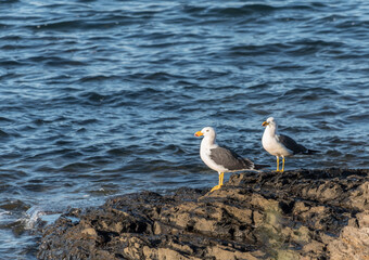 Two kelp gulls (Larus dominicanus) perched on rocks on the coast of the Fleurieu Peninsula in South Australia