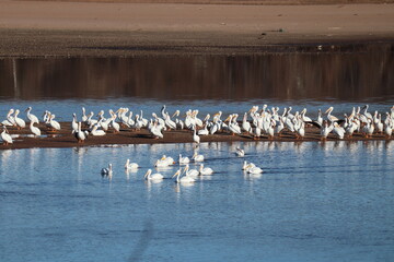 flock of pelicans