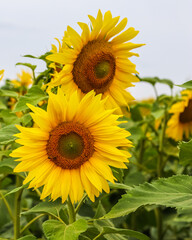 Yellow sunflower in an abundance plantation field in summer