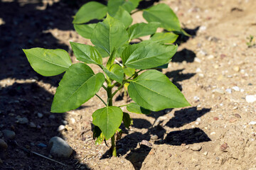 young sunflower plants in the field