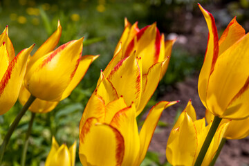 Yellow-red tulips in the garden in summer