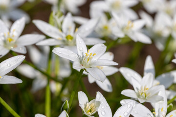 White beautiful summer flowers in the garden after the rain