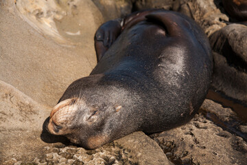 Sunbathing happy seal