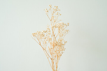 dried flowers decorate a white room