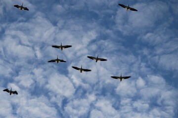 Fototapeta na wymiar pelicans flying with clouds