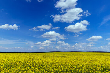 Obraz premium Yellow-flowering rapeseed in the summer