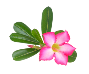 Azalea flowers isolated on ransparent png