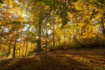 Autumn landscape, golden morning light in the forest - 527974459