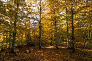 Mountain forest in the morning in autumn - 527974466