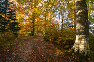 Pathway through an autumn forest in the mountains - 527974470