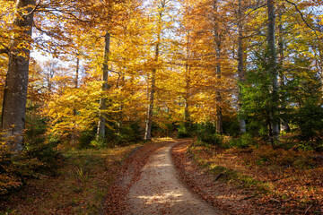 Pathway through an autumn forest in the mountains