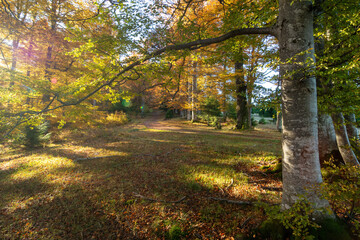 Sun shining through an autumn forest in the morning - 527974496