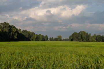 Rice paddy beautiful view in the summer in swat valley, Pakistan