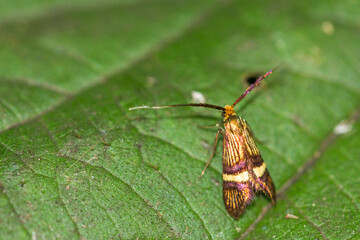 Degeers-Langfühler (Nemophora degeerella) Weibchen