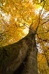 Vertical photo of an old tree in autumn - 527974605