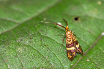 Degeers-Langfühler (Nemophora degeerella) Weibchen