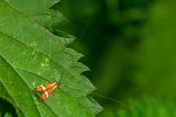 Degeers-Langfühler (Nemophora degeerella) Männchen