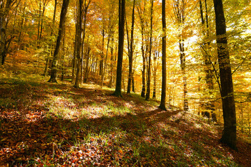 Golden forest in the morning, autumn scenery - 527974643