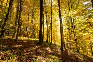 Golden forest in the morning, autumn scenery