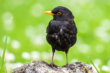 Amsel (Turdus merula) Männchen