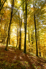 Golden forest in the morning, autumn scenery - 527974675