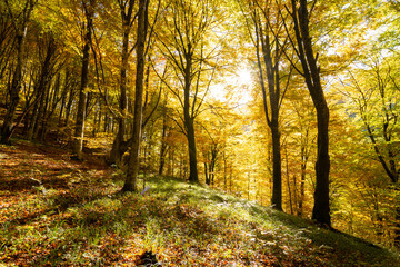 Golden forest in the morning, autumn scenery - 527974687