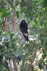 Currawong in Sydney CBD