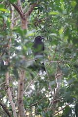 Currawong in Sydney CBD