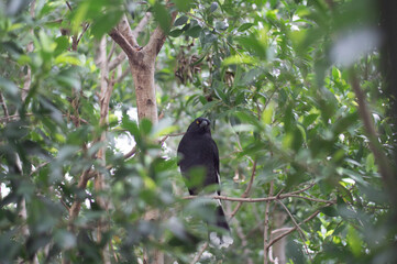 Currawong in Sydney CBD