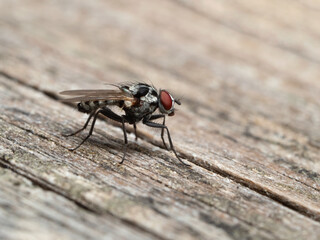 P8301732 spotted fly, Anthomyia procellaris, side view cECP 2022