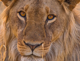Fine art close up portrait of a young male African lion in the wild