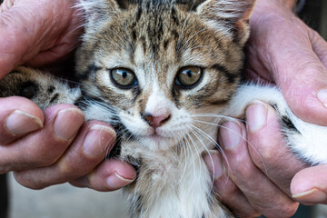 Cute brown and gray kittan in an aged man's hand
